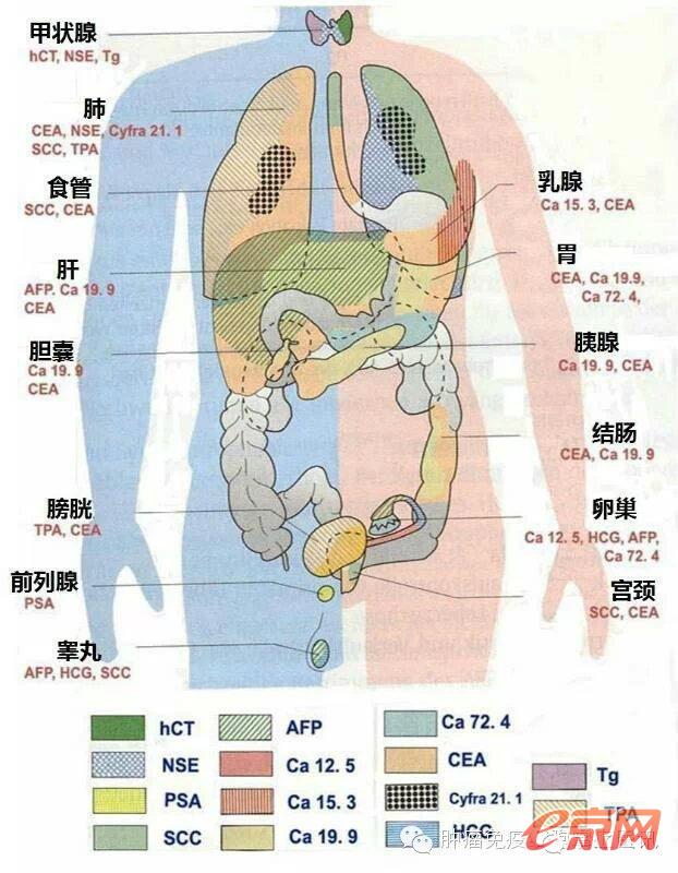 肿瘤指标.jpg